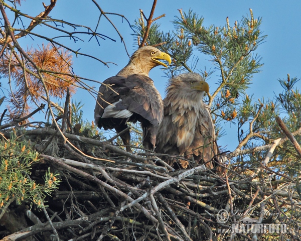 Seeadler (Haliaeetus albicilla)