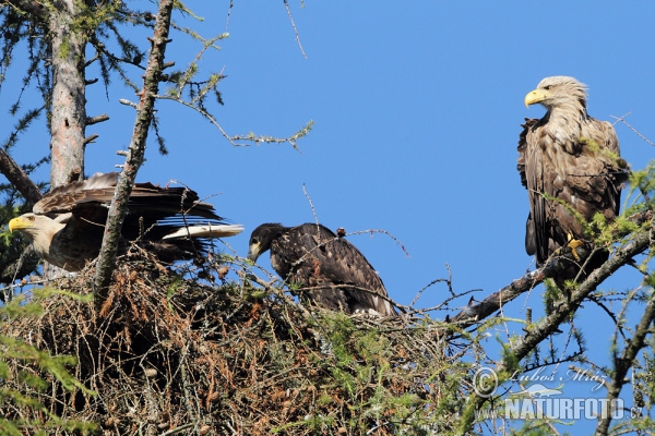 Seeadler (Haliaeetus albicilla)