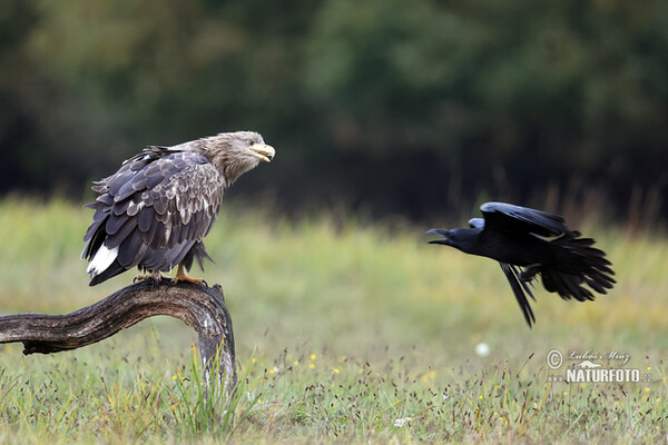 Seeadler (Haliaeetus albicilla)