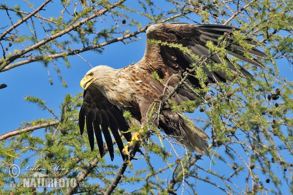 Seeadler (Haliaeetus albicilla)