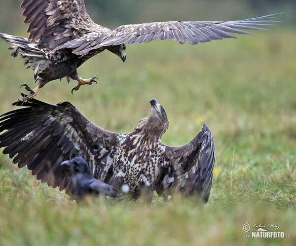 Seeadler (Haliaeetus albicilla)