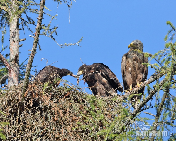 Seeadler (Haliaeetus albicilla)