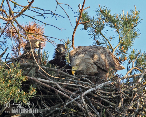 Seeadler (Haliaeetus albicilla)