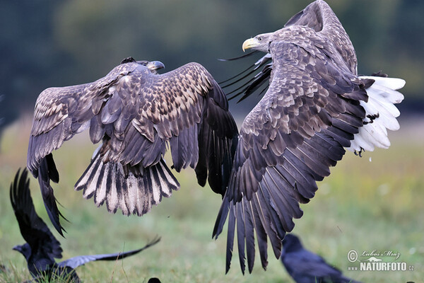 Seeadler (Haliaeetus albicilla)