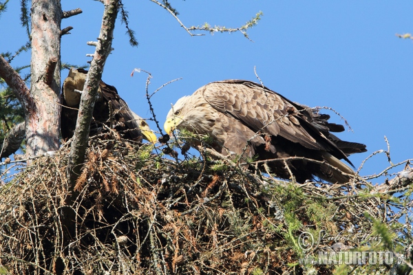 Seeadler (Haliaeetus albicilla)