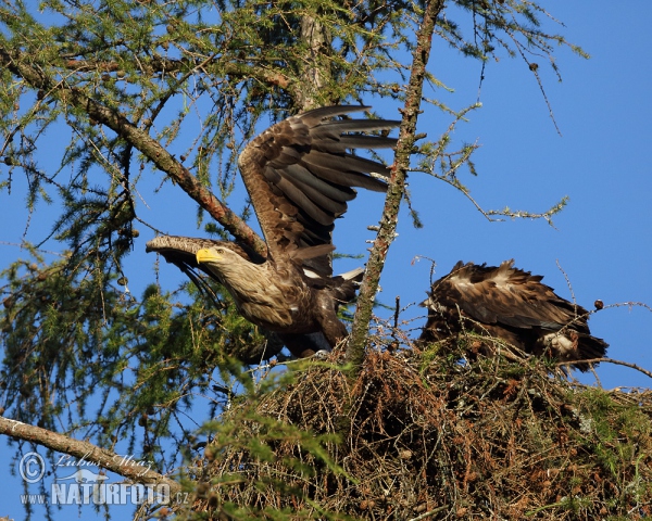 Seeadler (Haliaeetus albicilla)