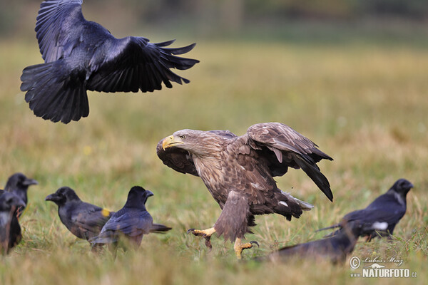 Seeadler (Haliaeetus albicilla)