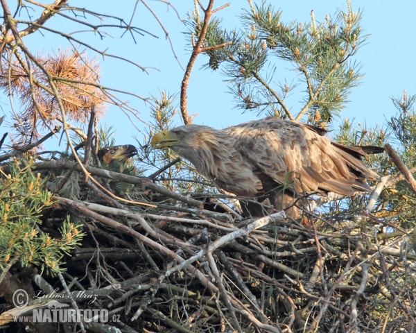 Seeadler (Haliaeetus albicilla)