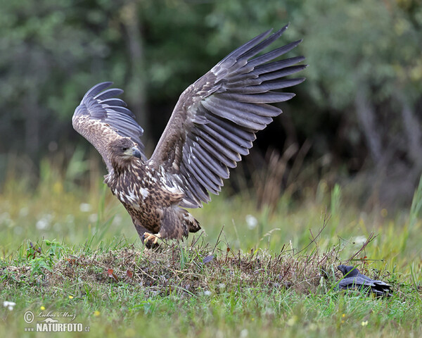 Seeadler (Haliaeetus albicilla)