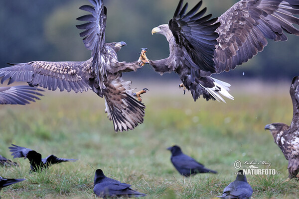 Seeadler (Haliaeetus albicilla)