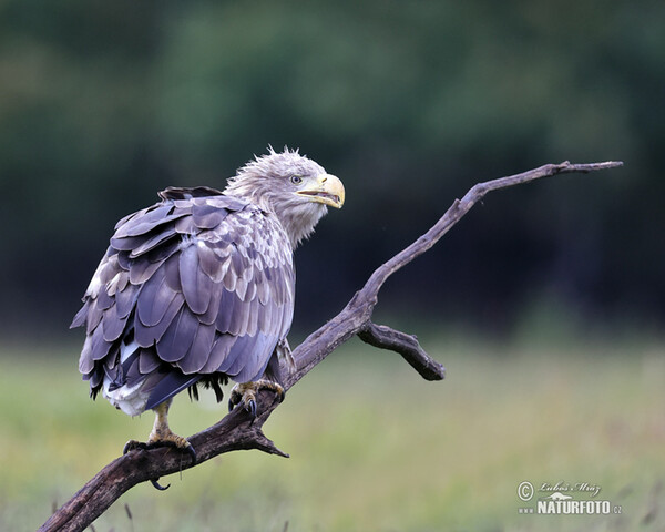 Seeadler (Haliaeetus albicilla)