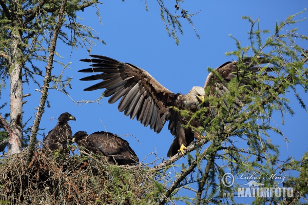 Seeadler (Haliaeetus albicilla)