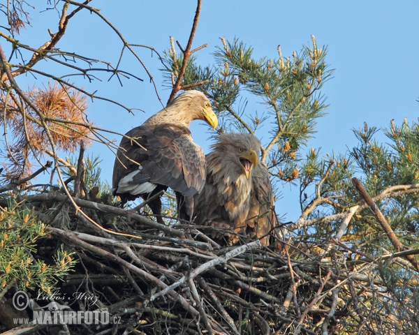 Seeadler (Haliaeetus albicilla)