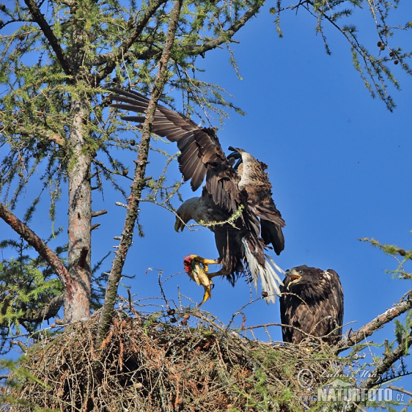 Seeadler (Haliaeetus albicilla)