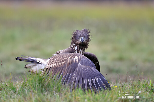 Seeadler (Haliaeetus albicilla)