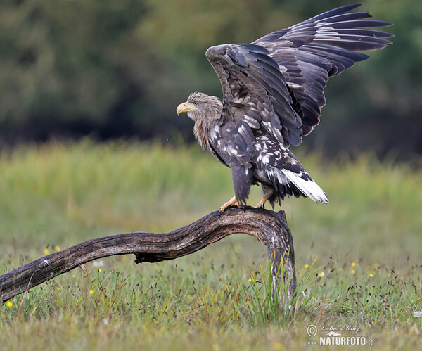 Seeadler (Haliaeetus albicilla)