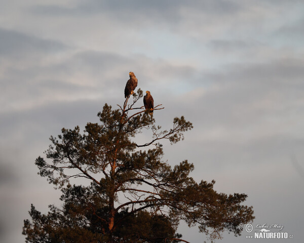 Seeadler (Haliaeetus albicilla)