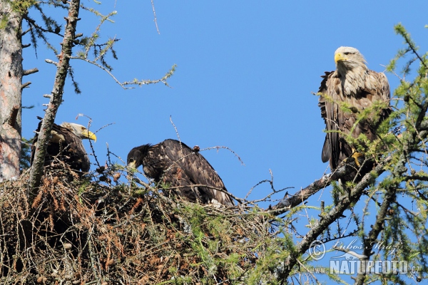 Seeadler (Haliaeetus albicilla)