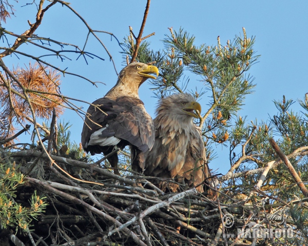 Seeadler (Haliaeetus albicilla)