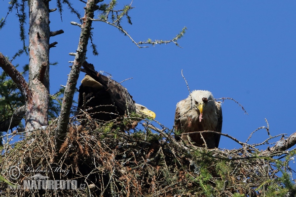 Seeadler (Haliaeetus albicilla)