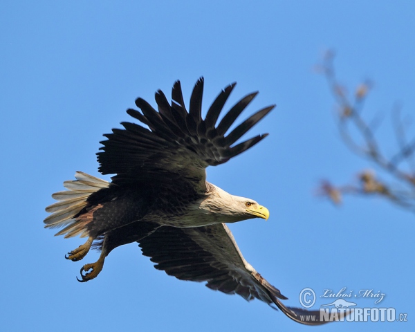 Seeadler (Haliaeetus albicilla)