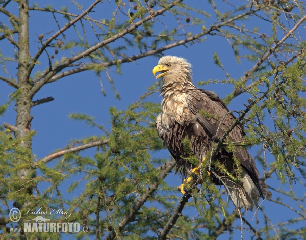 Seeadler (Haliaeetus albicilla)