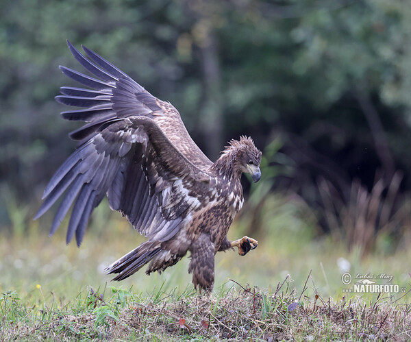 Seeadler (Haliaeetus albicilla)