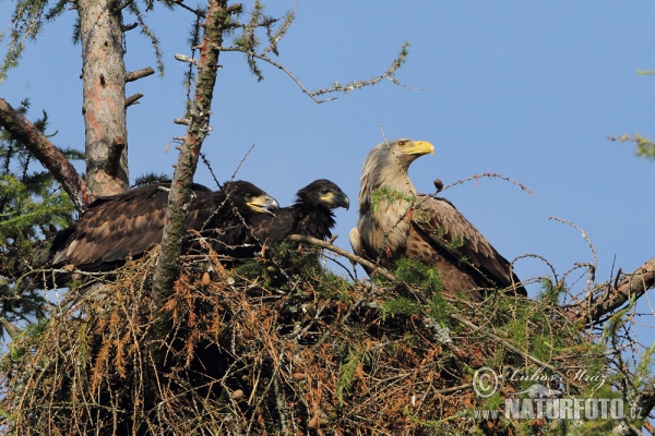 Seeadler (Haliaeetus albicilla)