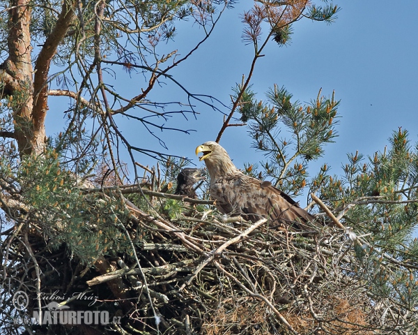 Seeadler (Haliaeetus albicilla)