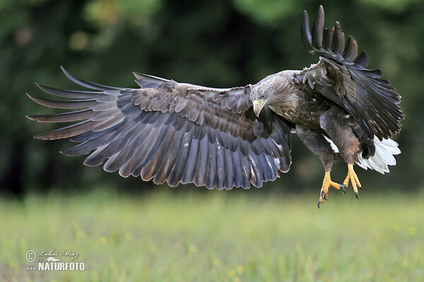 Seeadler (Haliaeetus albicilla)