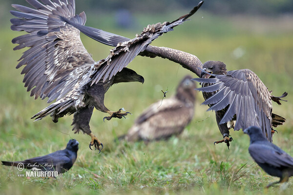 Seeadler (Haliaeetus albicilla)