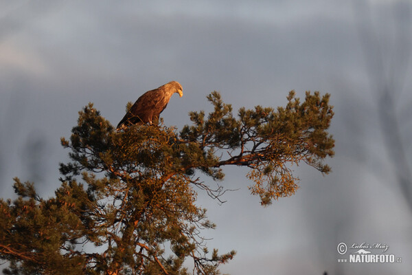 Seeadler (Haliaeetus albicilla)
