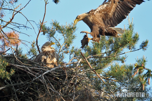 Seeadler (Haliaeetus albicilla)