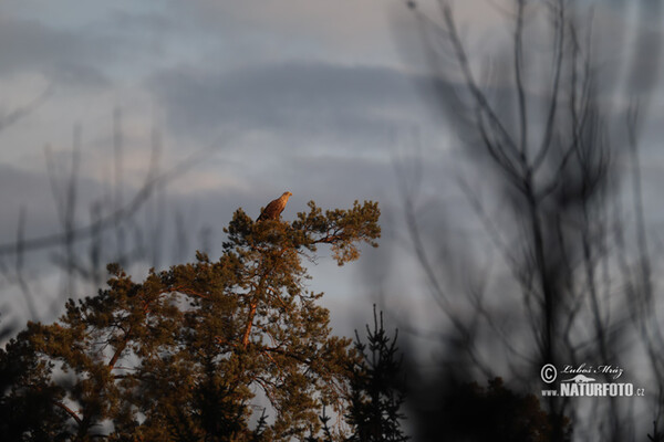 Seeadler (Haliaeetus albicilla)