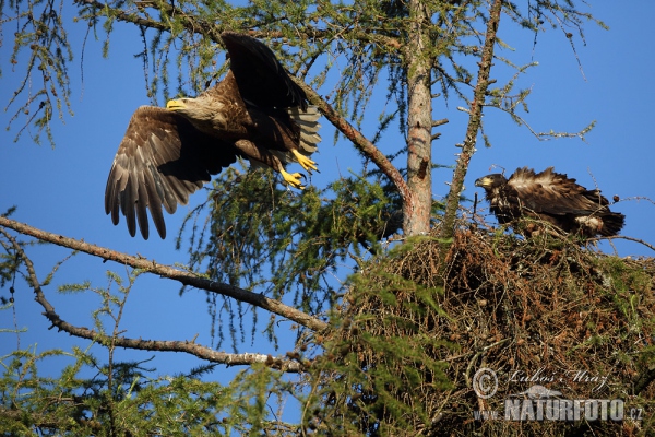 Seeadler (Haliaeetus albicilla)