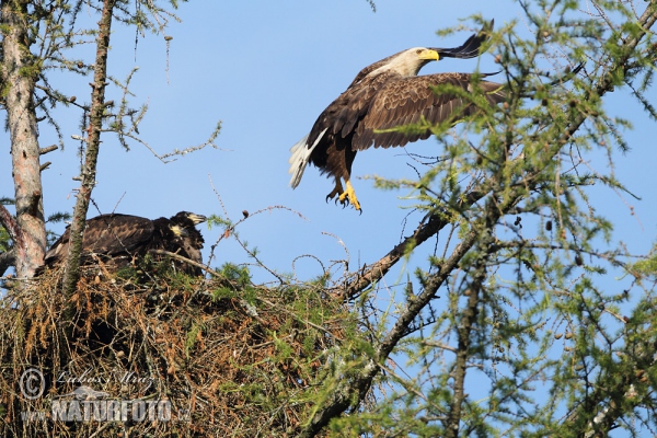 Seeadler (Haliaeetus albicilla)