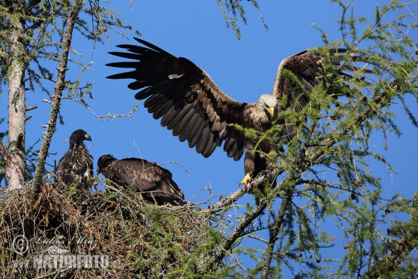 Seeadler (Haliaeetus albicilla)