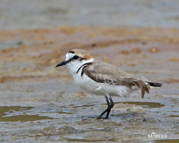 Seeregenpfeifer (Charadrius alexandrinus)