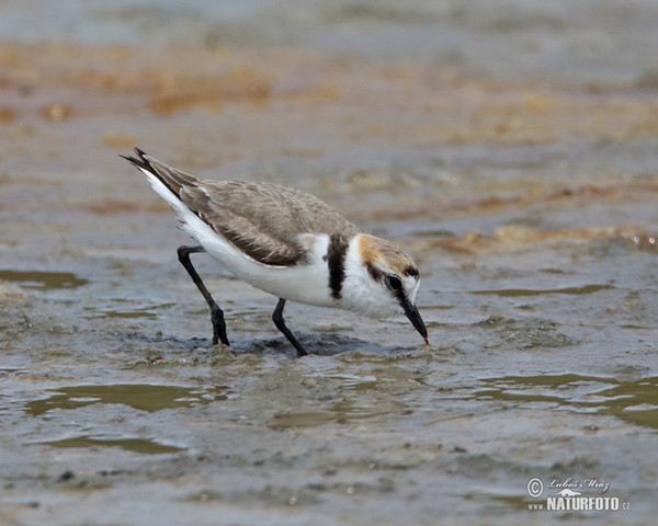 Seeregenpfeifer (Charadrius alexandrinus)