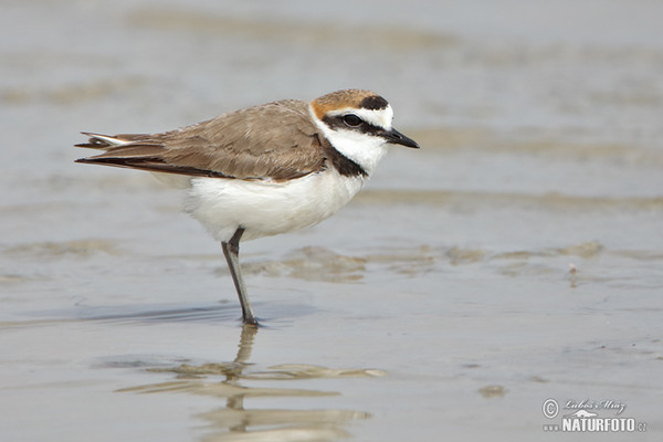 Seeregenpfeifer (Charadrius alexandrinus)