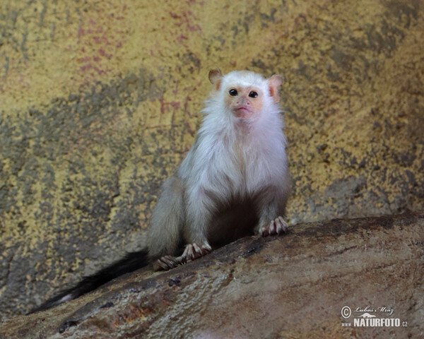 Seidenäffchen (Mico argentatus)