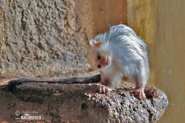 Seidenäffchen (Mico argentatus)