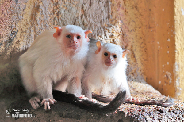 Seidenäffchen (Mico argentatus)