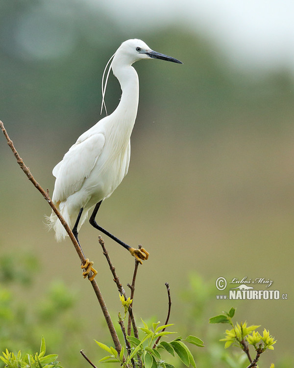 Seidenreiher (Egretta garzetta)