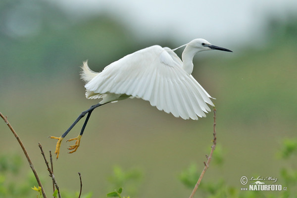 Seidenreiher (Egretta garzetta)