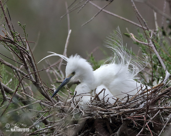 Seidenreiher (Egretta garzetta)