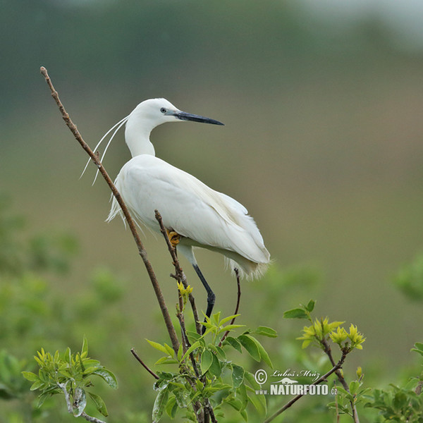 Seidenreiher (Egretta garzetta)