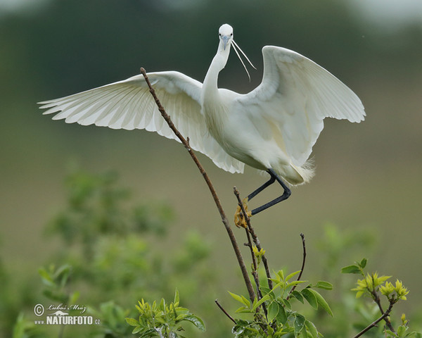 Seidenreiher (Egretta garzetta)