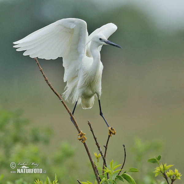 Seidenreiher (Egretta garzetta)