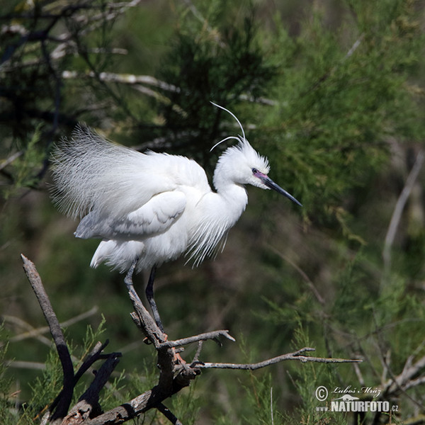 Seidenreiher (Egretta garzetta)